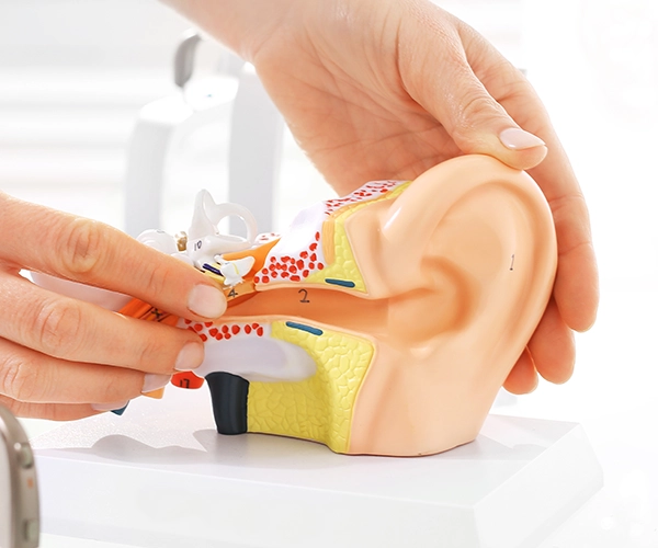 Modell eines Gehörgangs